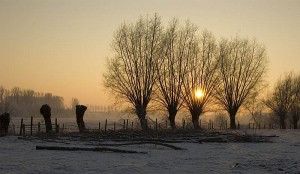 knotwilgen voor en na behandeling